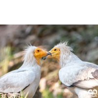 گونه کرکس مصری Egyptian Vulture